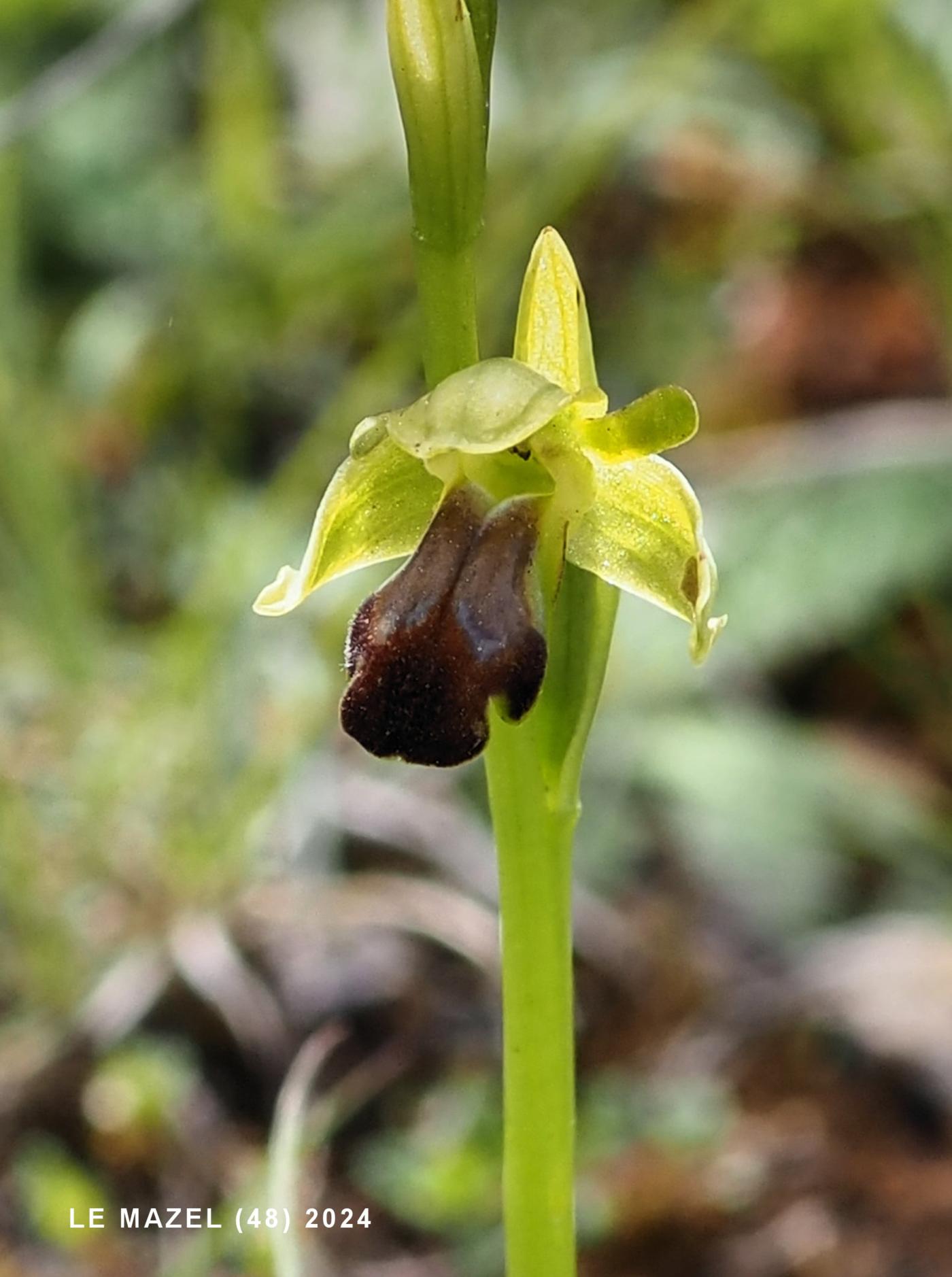 Ophrys, Furrowed flower